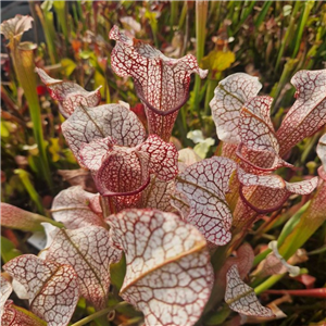 Sarracenia Hybrid H 395 'Camisole' X 'Jenny Helen' 2